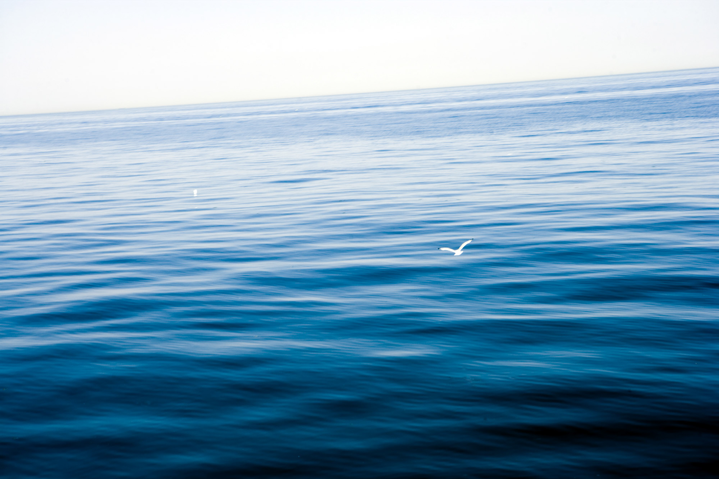 A seagull flying low over calm ocean waters under a clear sky.